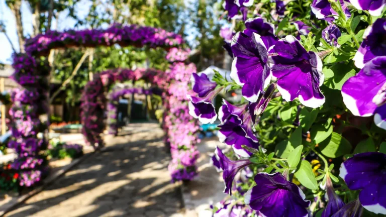 parque-da-Expoflora-1-
